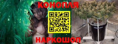сатива Славгород